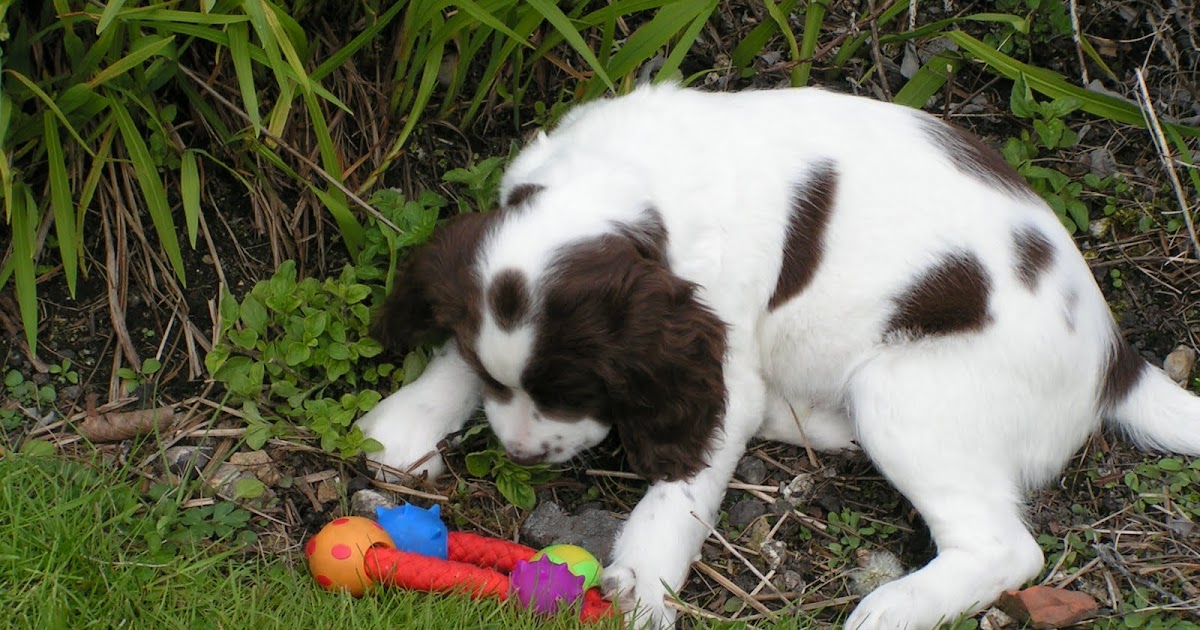 can dogs eat custard creams