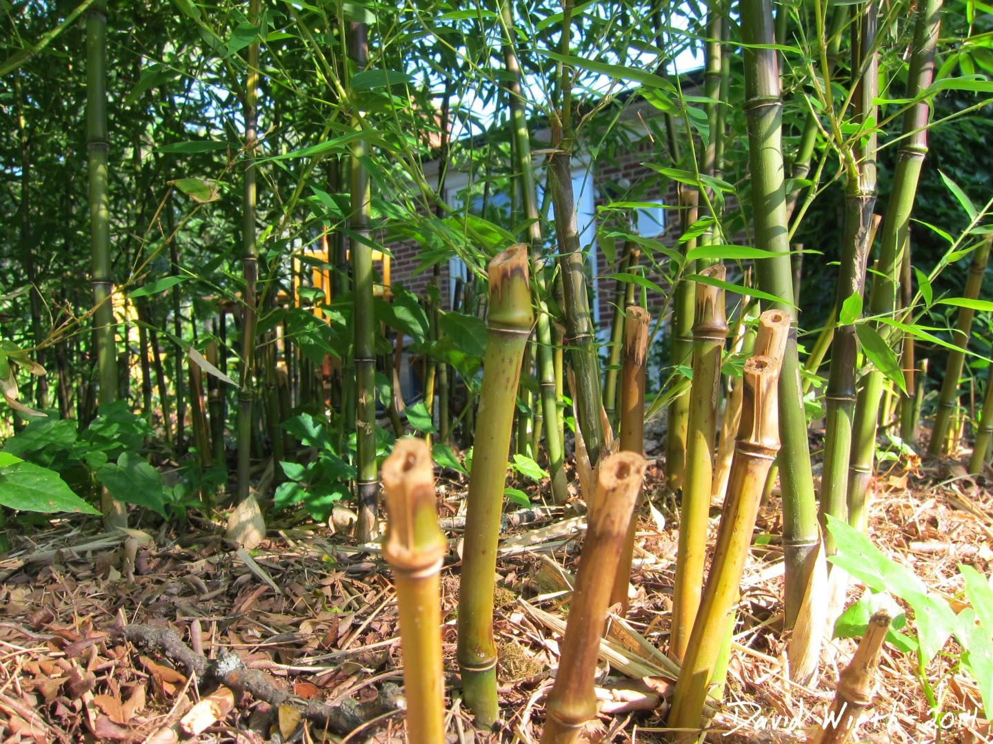 how to grow bamboo, how to remove bamboo, type of bamboo