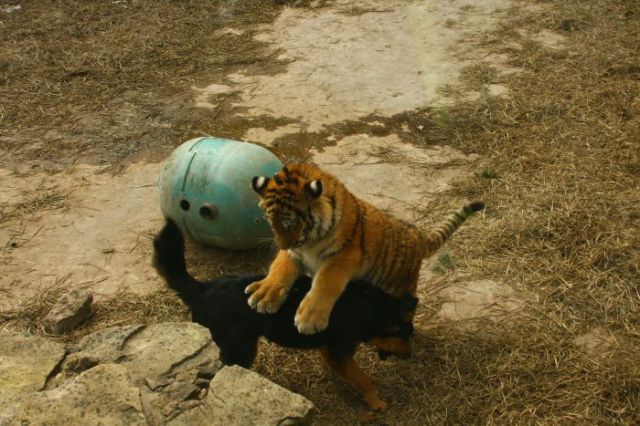 interspecies friendships, a dog and tiger, funny animal photos, animal pictures, dog and tiger cub at the zoo, dog and tiger are friends