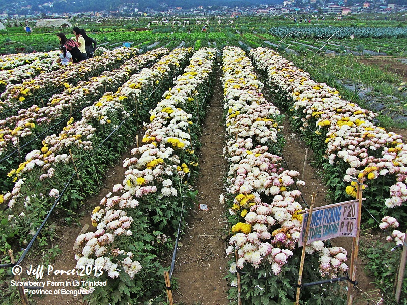 Bisayang Manlalakbay around the Philippines Vegetable & Flower Farm in La Trinidad, Benguet