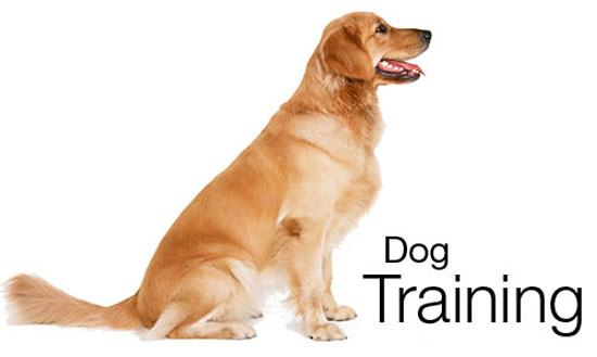 Unique Membership Site On Training & Care Of Dogs