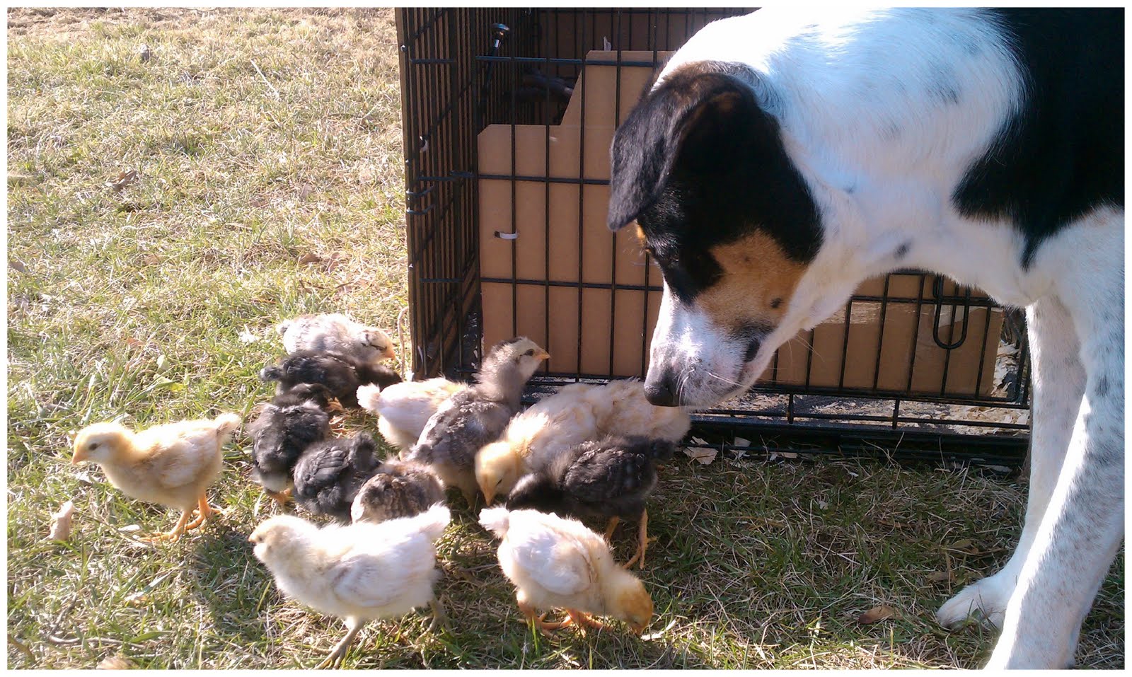 Friend or Food? Encouraging your dogs not to eat your chickens.
