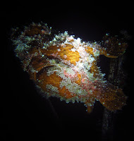Frogfish can be hard to spot during the day, but by night our flashlights bring out their colors Frogfish - Honolulu scuba diving