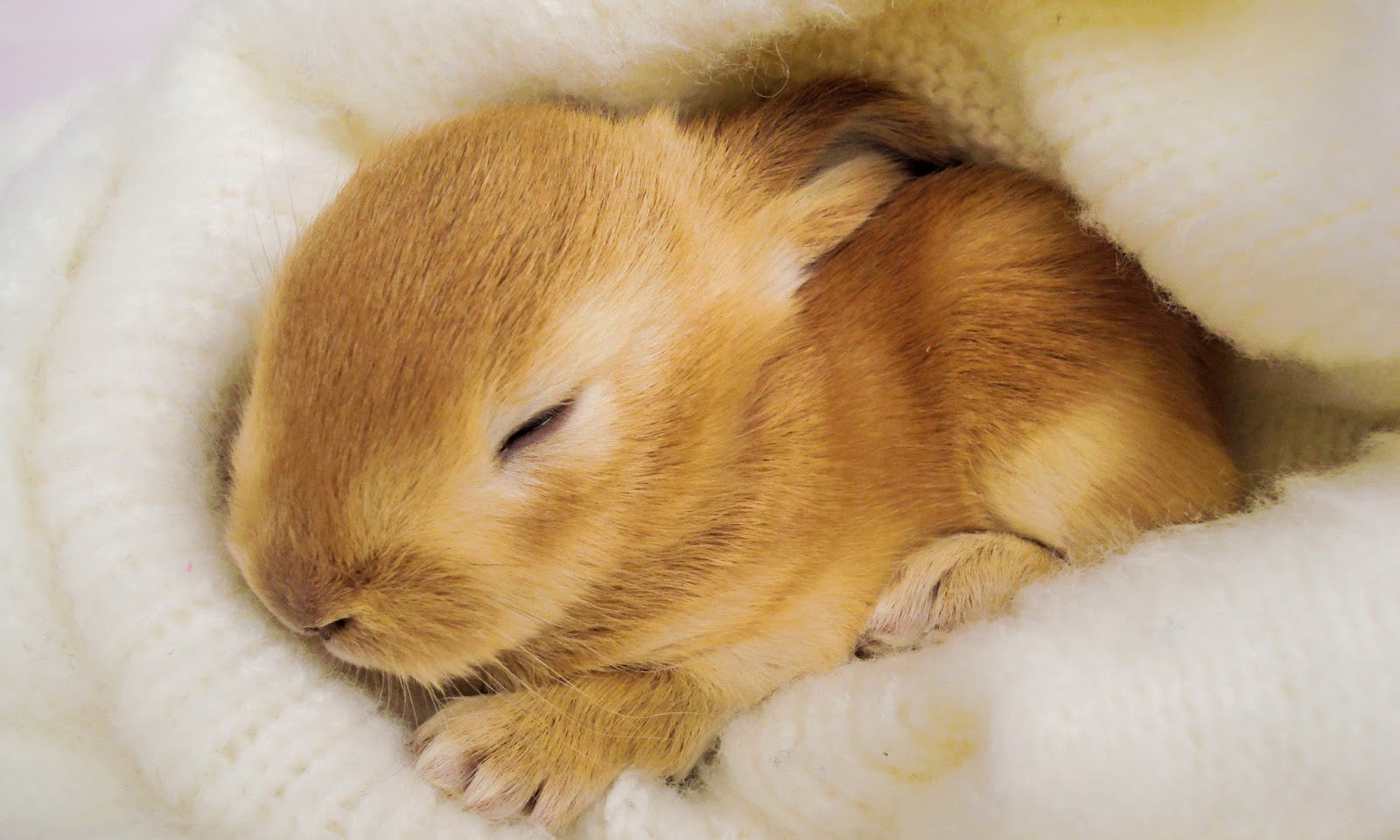 Baby bunny sleeping in a blanket