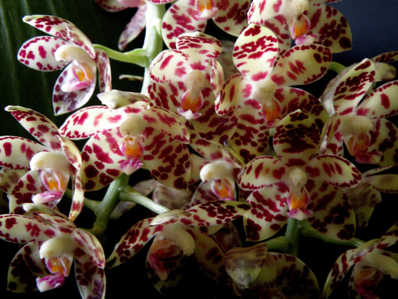 Phalaenopsis gigantea