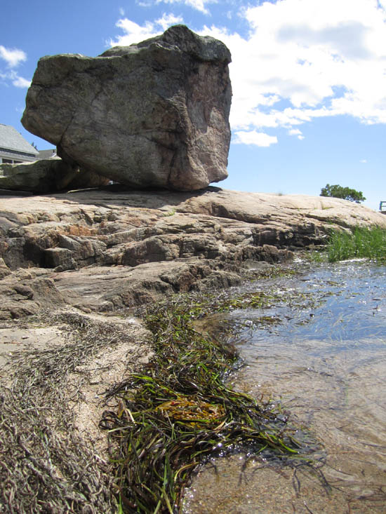 Your Daily Tree Boulder Beach Lords Point, Stonington, CT