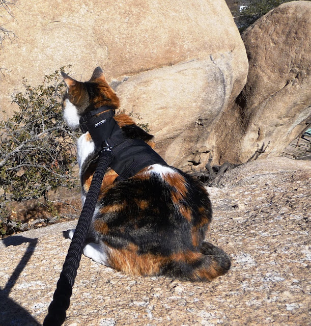 Introducing Your Cat to RV Travel