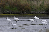 Spatules blanches