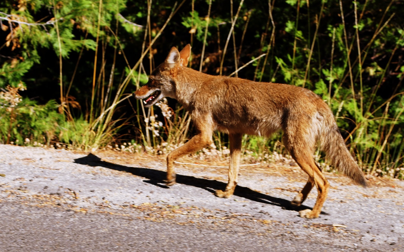 CitiSpot Abode of Giants Sequoia National Park