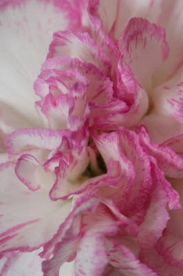close up of a pink and white carnation