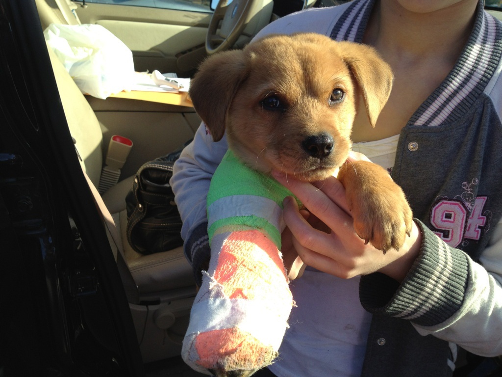 Find Your White Bikini Please Help Puppy Love Pet Rescue!!