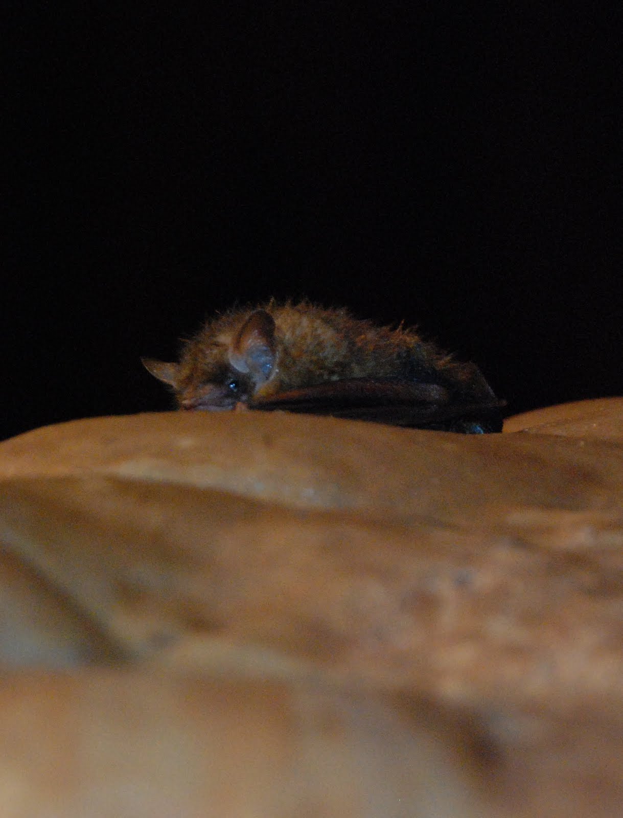 The Davidson Den Vacationing in Virginia Our Photo Album, Part 2