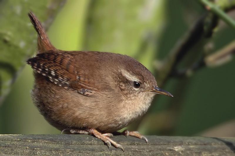 The Plural Of Hyena Fat Birds