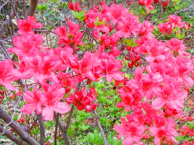 Flower Morphology Of Single And Hose In Hose Flowers In Kurume