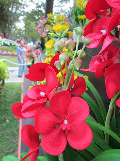 Hội hoa xuân Tao Đàn, hoa đẹp nhất 2013 Hội hoa xuân Tao Đàn, hoa đẹp nhất 2013