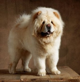 Bali Land & Villa: Chow Chow