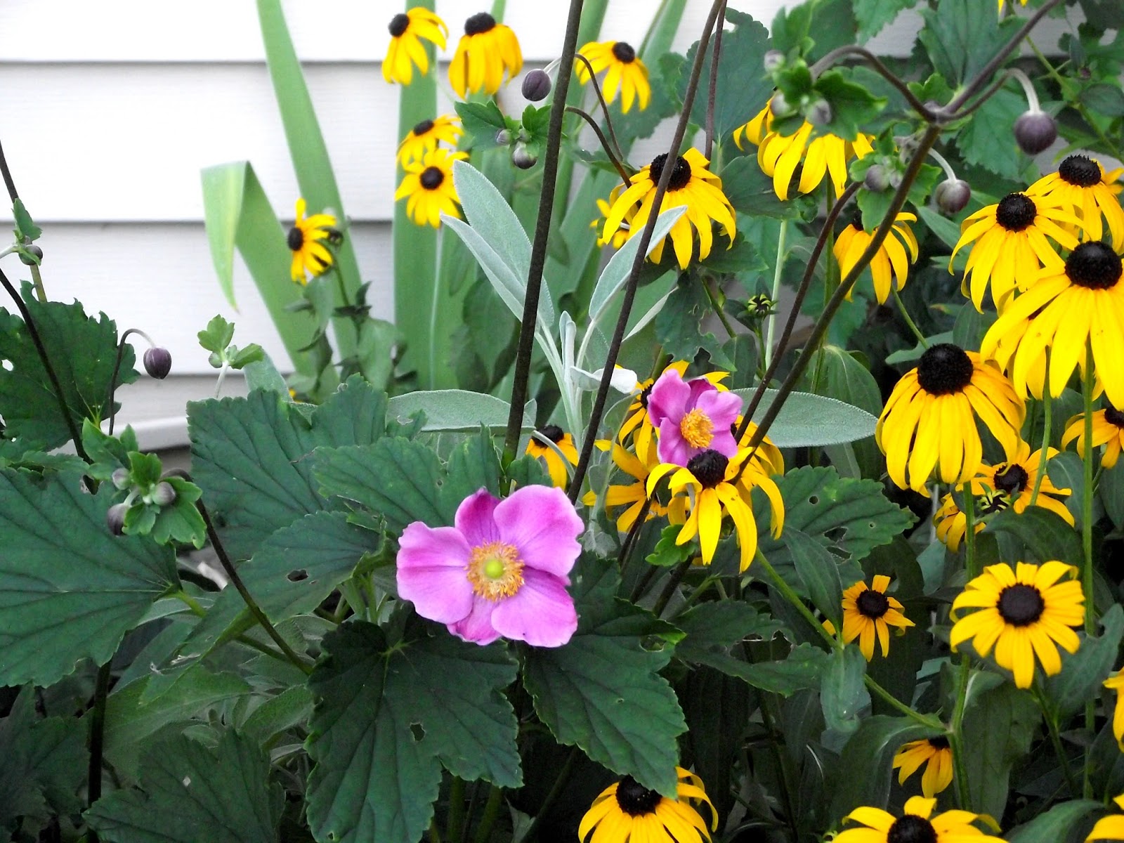 Never Enough Time Flowers on the West Side of the House