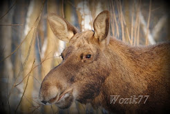 Król Bagien - ŁOŚ (Alces)