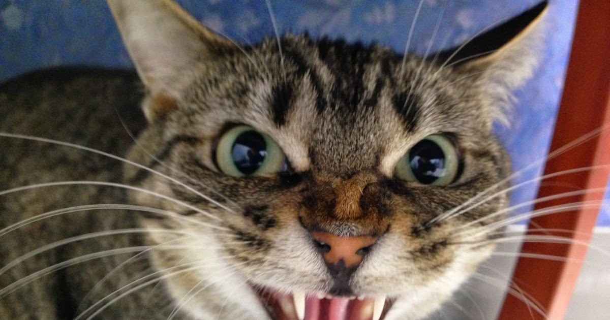 Remarkable Cat Fight Wounds How To Treat Images