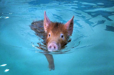 [Image: pig_swimming-733268.jpg]