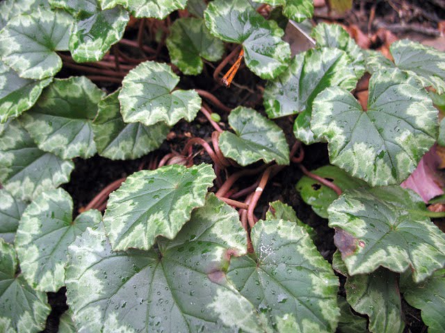 Cally Creates Evergreen Foliage In Winter