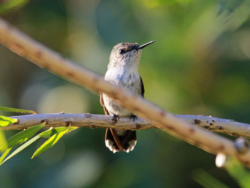 RedBilled Streamertail