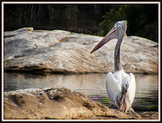 Pelicans in mysore zoo