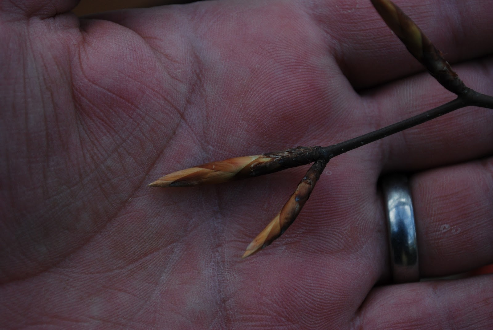 ChalkBonsai First Copper Beech