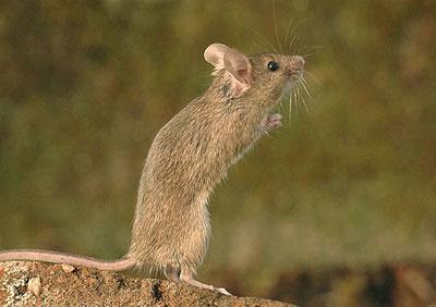 Đặc tính sinh học và sinh sản của chuột nhắt