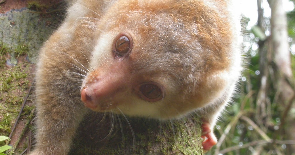 Let's Draw Endangered Species! ) Blackspotted Cuscus