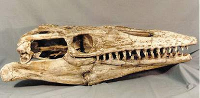 Mosasaurus skull