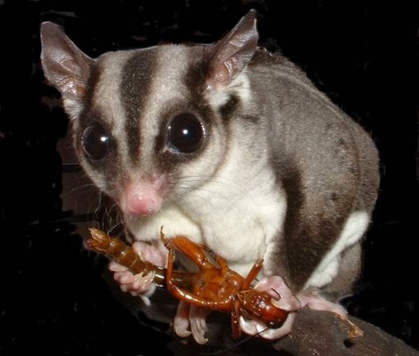Makanan Dan Aksesoris Sugar Glider Ecer Dan Grosir Makanan Dan