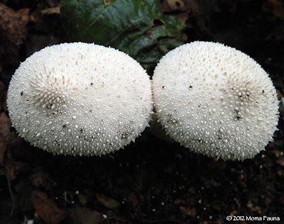 Quite a pair of Gemmed Puffballs (Lycoperdon perlatum).