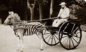Zebra+cart.jpg