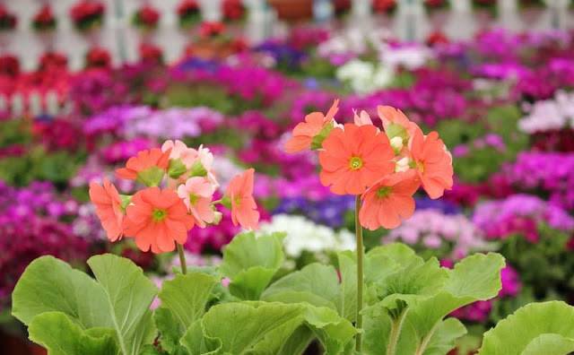 Poison Primrose Poison Primrose