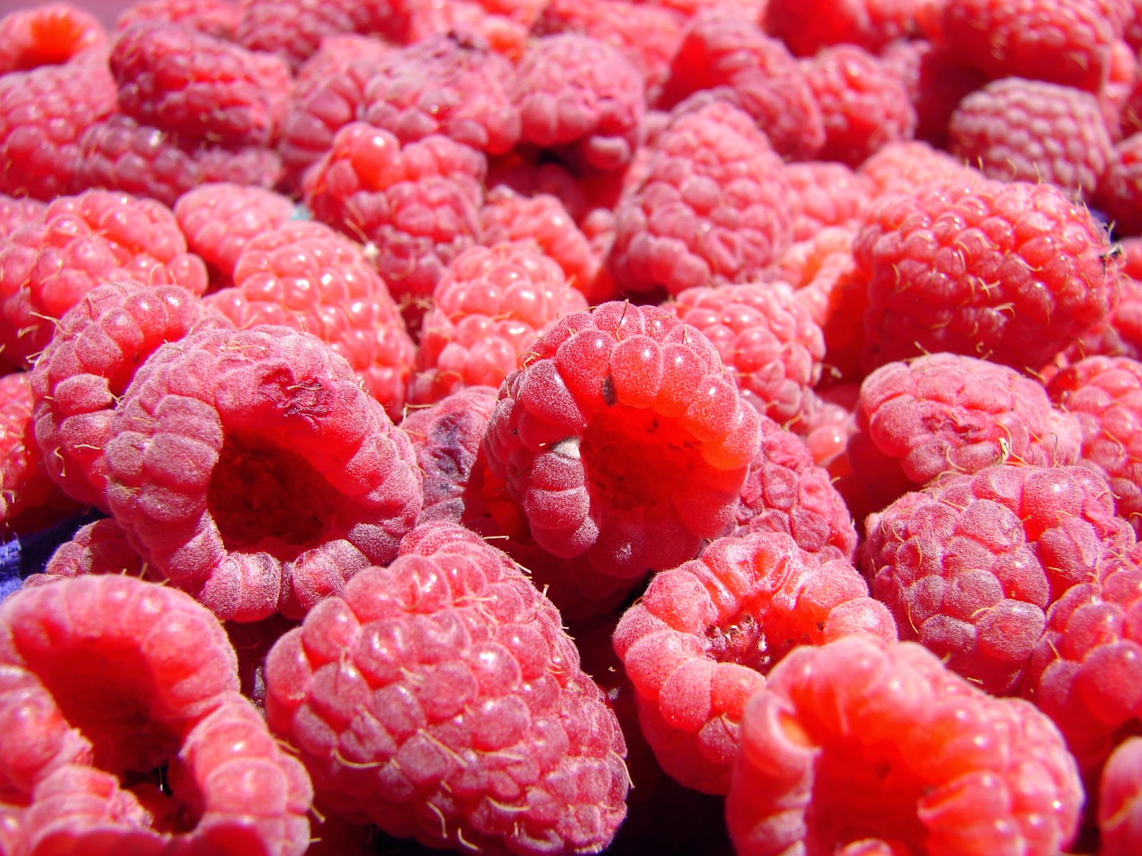 New Utah Gardener Spring Is The Time To Plant Raspberries In Utah