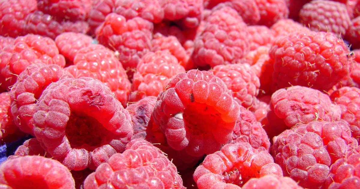 New Utah Gardener Spring Is The Time To Plant Raspberries In Utah
