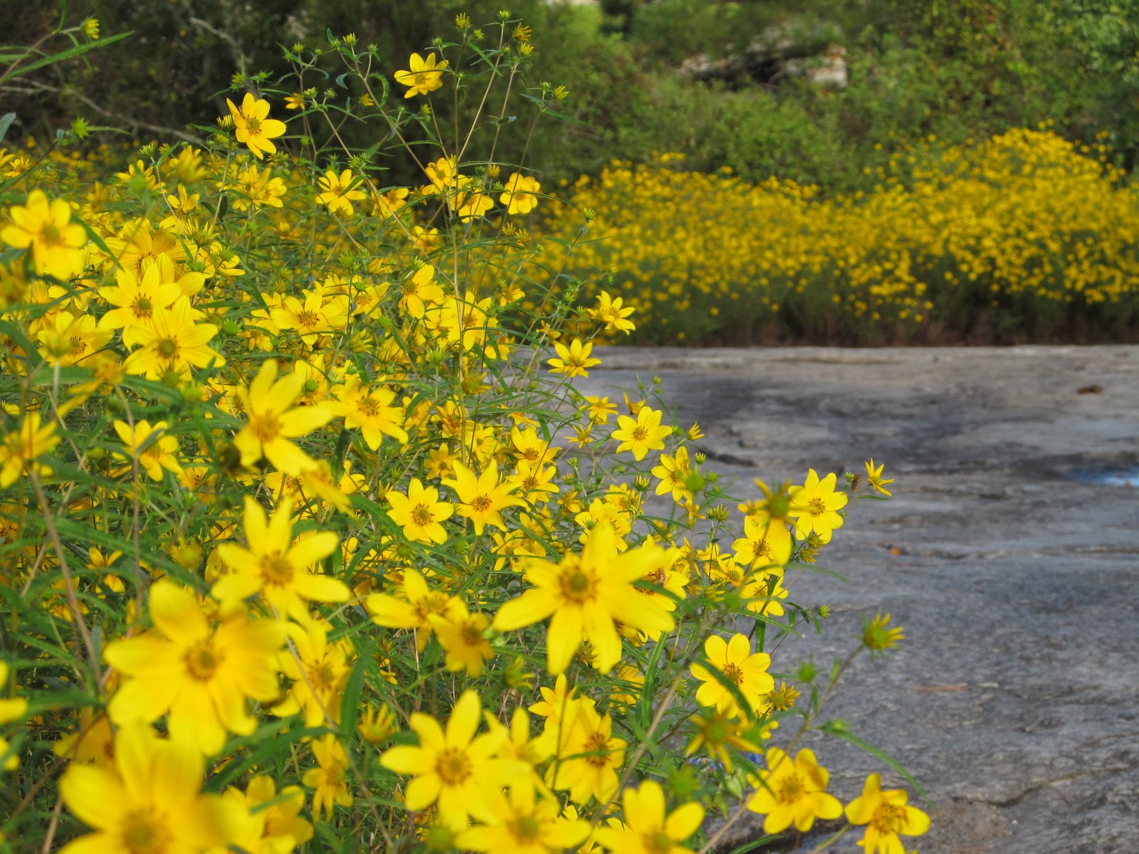Girl With An English Heart Wildflowers And Lady Bird Johnson