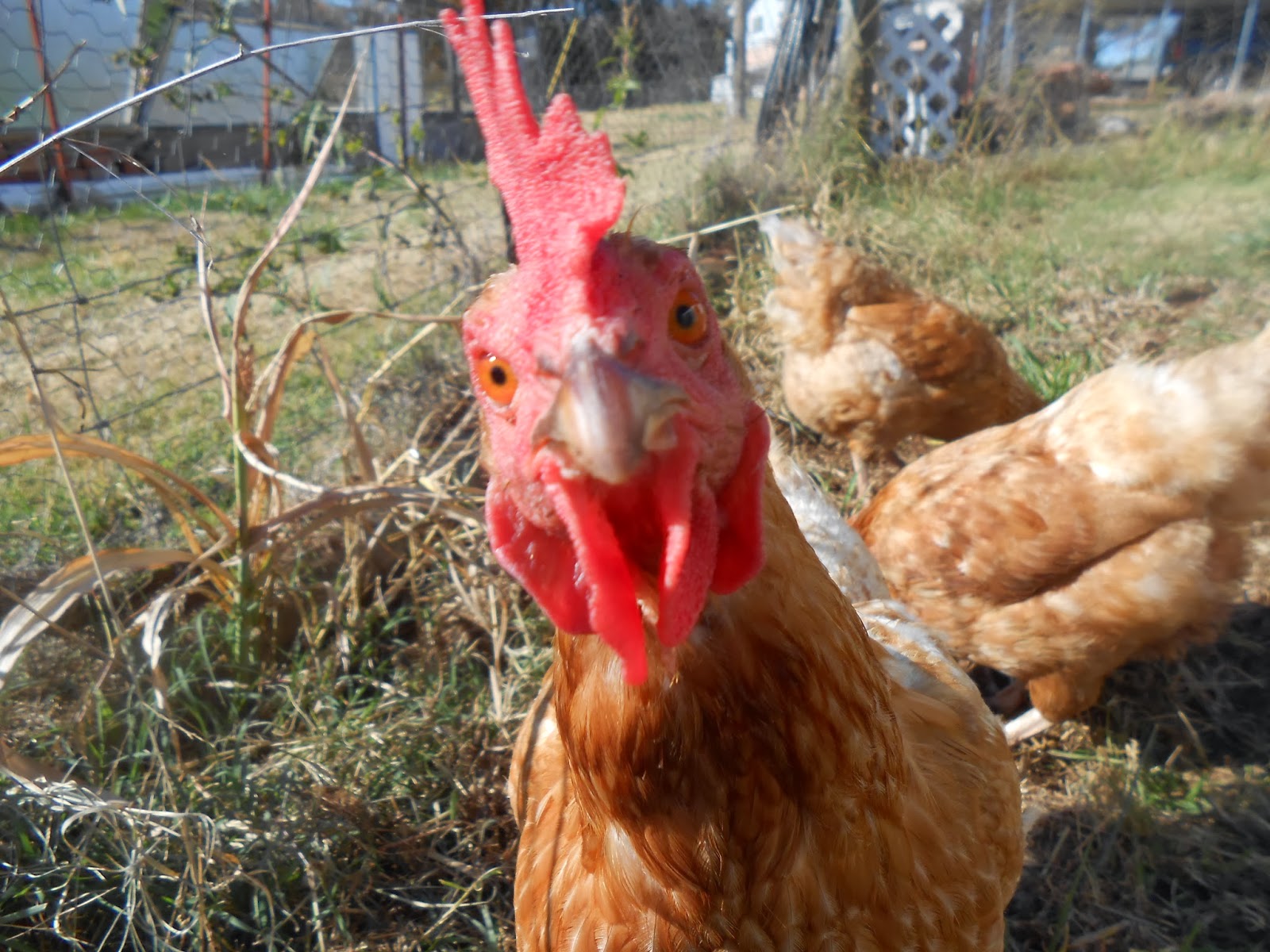 Is this the chicken I've been looking for? r/mycology