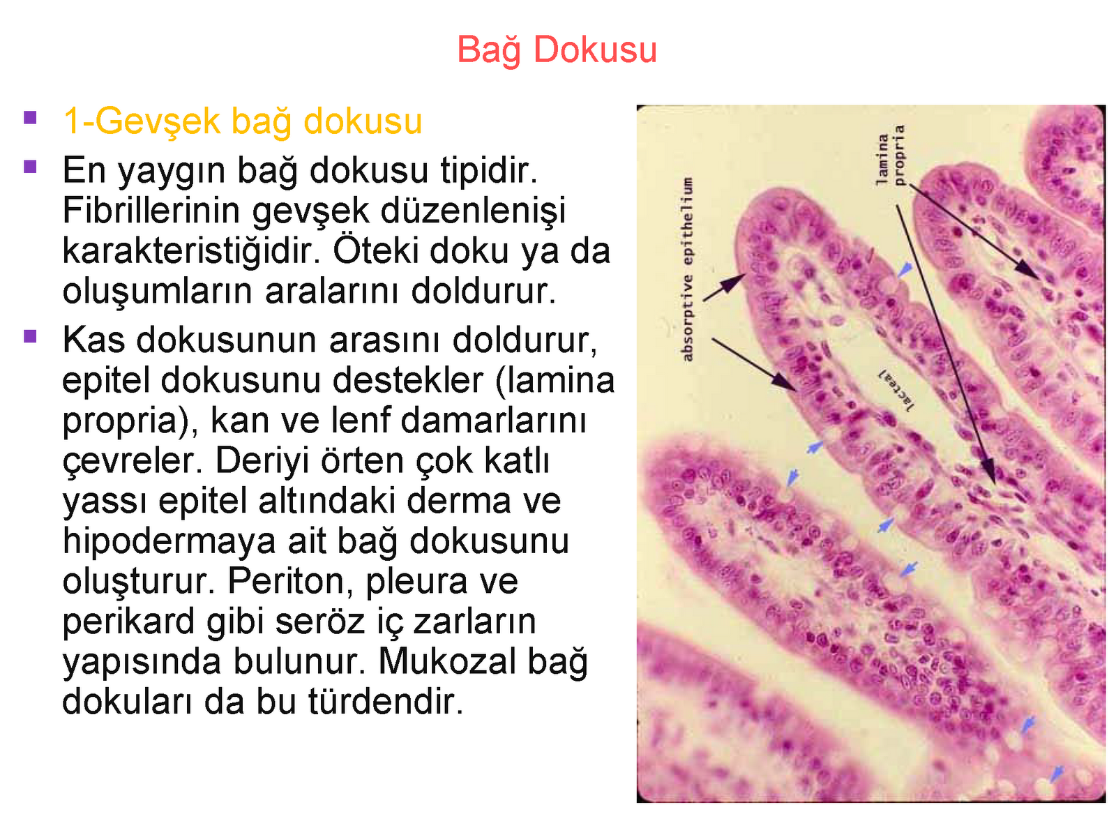 histoloji embriyoloji notlarim bag ve destek dokusu