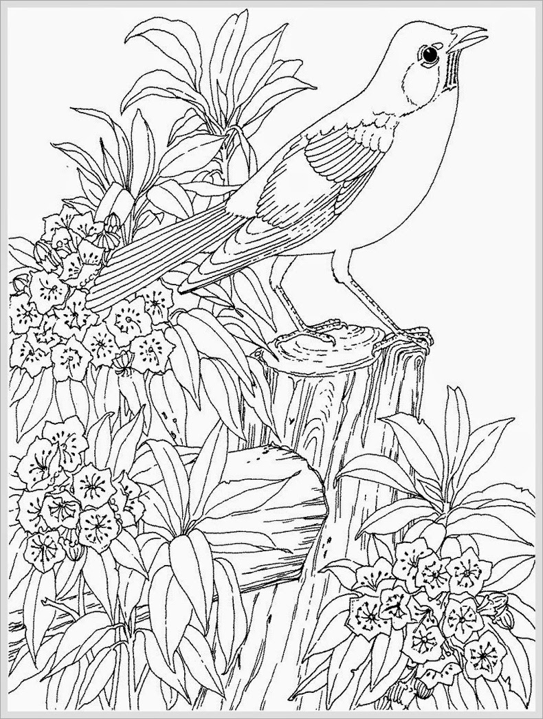 Robin Bird Coloring Pages For Adult | Realistic Coloring Pages