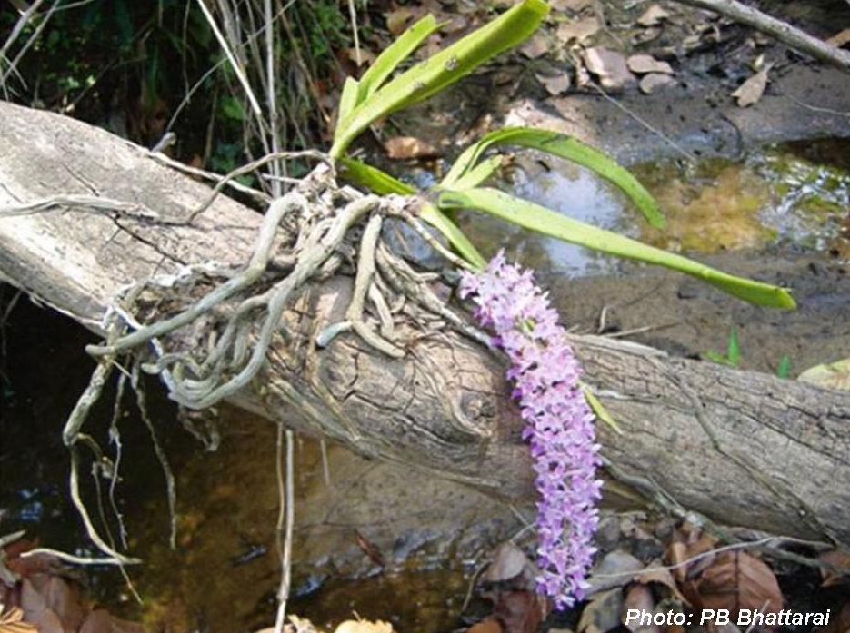 A blog dedicated to Nepali orchids