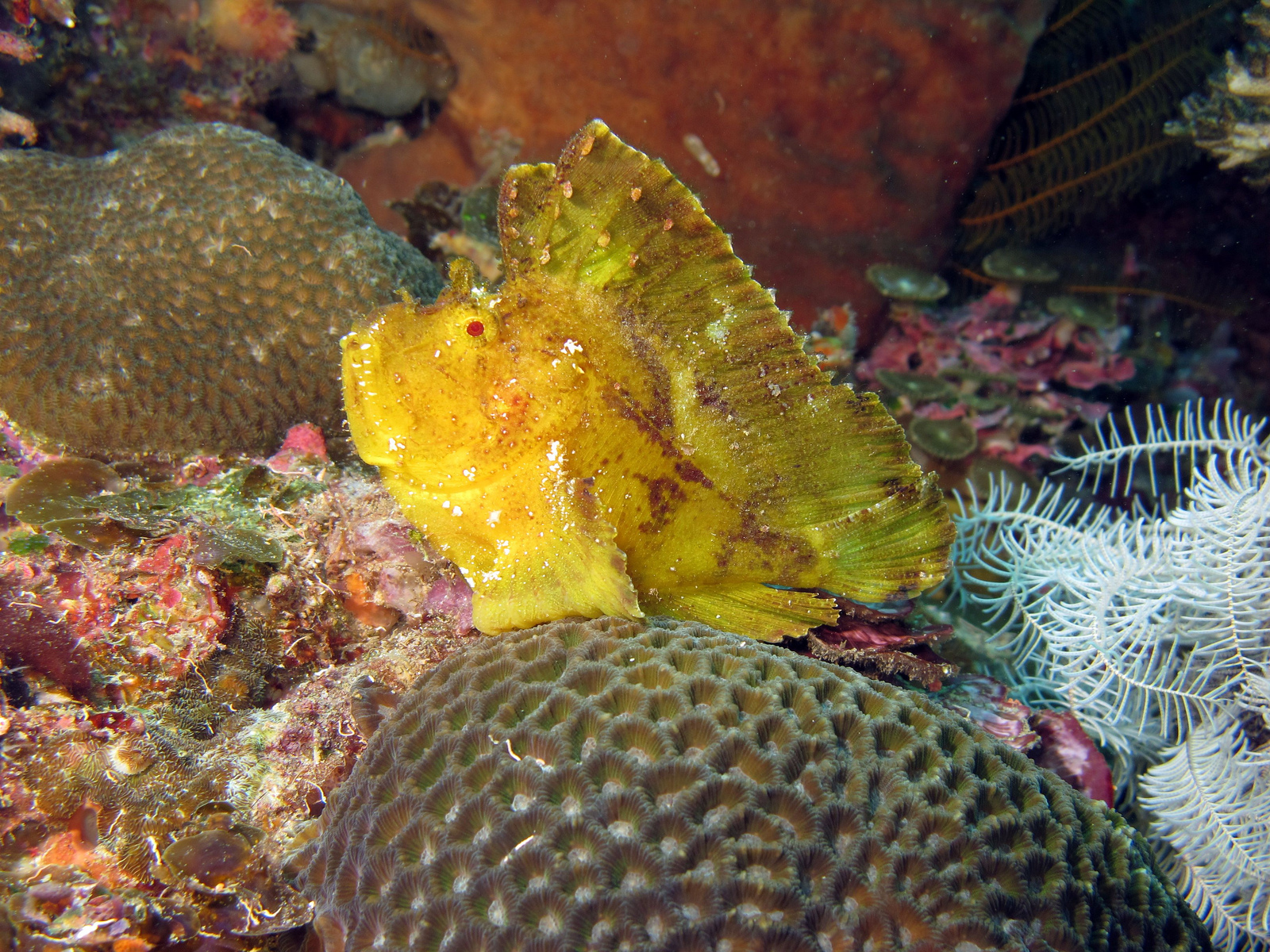 real monstrosities leaf scorpionfish