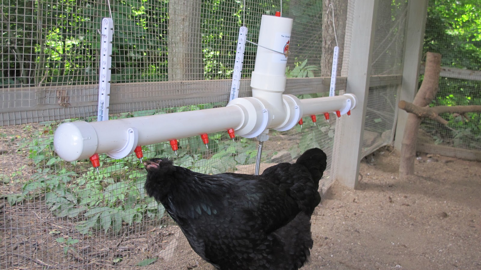 If possible, utilize a poultry nipple watering system to ensure a clean