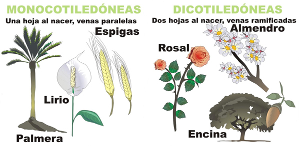 Angiospermas Tipos De Angiospermas