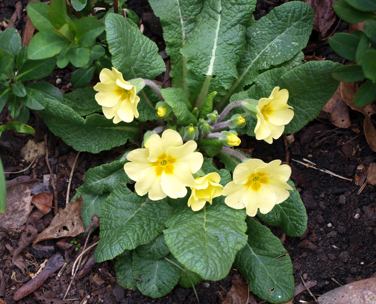 Mark's Veg Plot Spotlight on Polyanthus