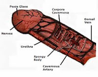 Cara Memperbesar Penis Secara Alami Cara Memperbesar Penis Secara Alami