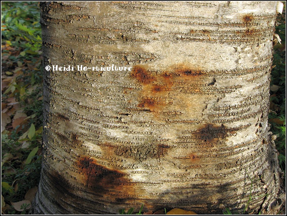 Heidi Horticulture Phytophthora Bleeding Canker on Birch