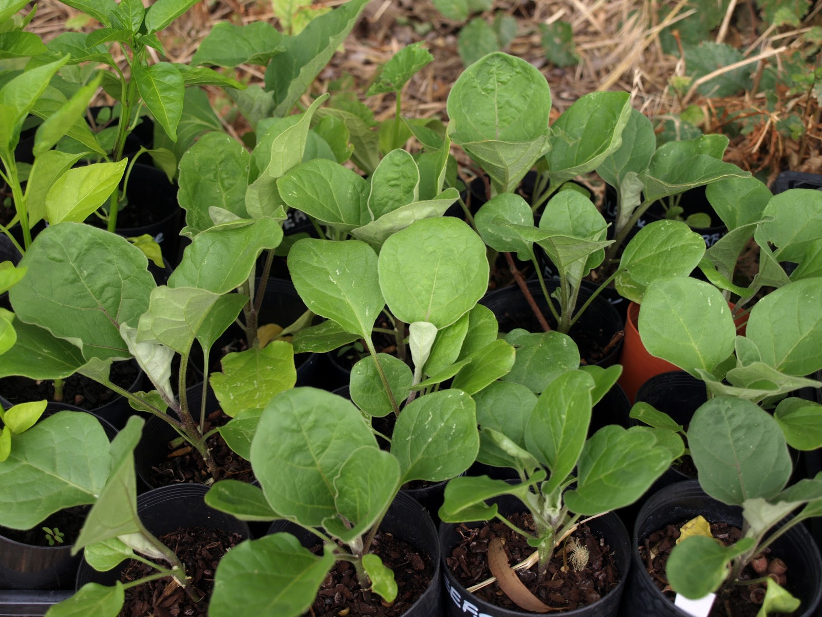 Are the eggfruits ready to transplant? r/gardening