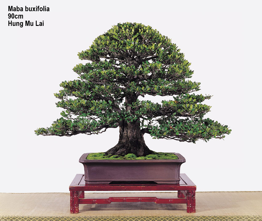 Sul de Minas Bonsai